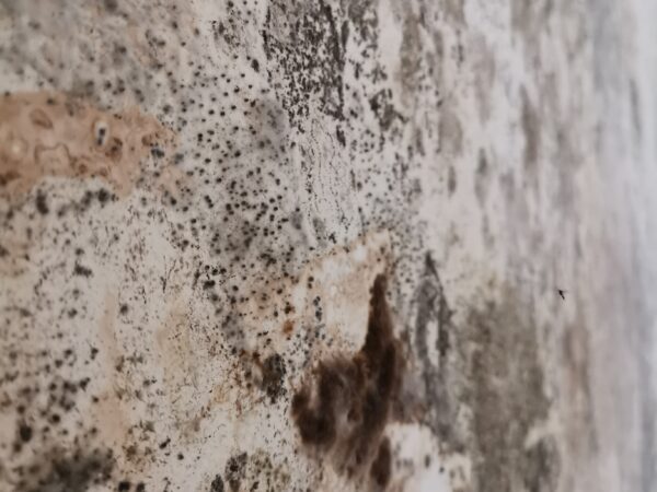 Free UKCMB webinar on The Path to standardised mould testing: from chaos to consistency